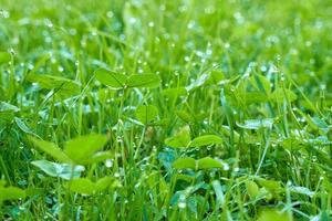 grünes gras bedeckt mit frischem morgentau, selektiver fokus. foto