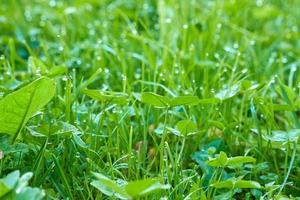 grünes gras mit tropfen morgentau. foto