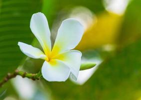 weiße Plumeria-Blume foto