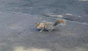 ein kleines lustiges Eichhörnchen, das die Straße überquert foto