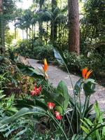 Paradiesvogelblumen in einem Garten foto