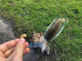 Eichhörnchen mit einer Nuss füttern foto