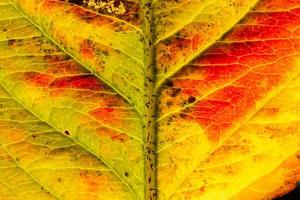 Closeup Herbst Herbst extreme Makro Textur Blick auf rot orange Holz Blatt Baumblatt glühen in Sonne Hintergrund. inspirierende natur oktober oder september hintergrundbild. wechsel der jahreszeiten konzept. foto