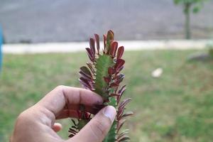 eine Pflanze, die wie ein Drachenschwanz geformt werden soll, namens Euphorbia trigona foto