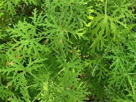 Citronella Pelargonium grüne Blätter Nahaufnahme foto