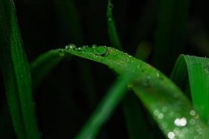 Makro, reine, klare Tautropfen, die den grünen Reisblättern Frische verleihen foto