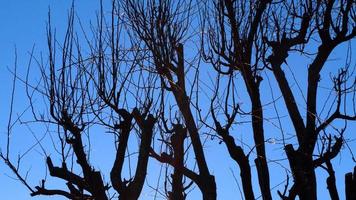 Silhouette des trockenen Baumbestands im Winter foto