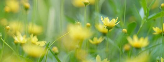 Nahaufnahme der gelben Blume unter Sonnenlicht mit grüner Blattnatur unter Verwendung natürlicher Pflanzenlandschaft als Hintergrund, Ökologie-Tapeten-Deckblattkonzept. foto