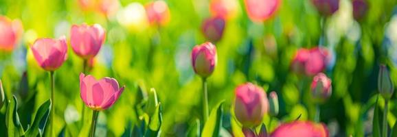 Wunderschönes Blumenstraußpanorama aus roten, weißen und rosafarbenen Tulpen in der Frühlingsnatur für Kartendesign und Webbanner. ruhige nahaufnahme, idyllische romantische liebesblumennaturlandschaft. abstraktes verschwommenes üppiges Laub foto