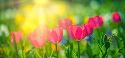 Wunderschönes Blumenstraußpanorama aus roten, weißen und rosafarbenen Tulpen in der Frühlingsnatur für Kartendesign und Webbanner. ruhige nahaufnahme, idyllische romantische liebesblumennaturlandschaft. abstraktes verschwommenes üppiges Laub foto