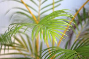 grünes tropisches Palmenblatt mit Schatten auf weißer Wand foto