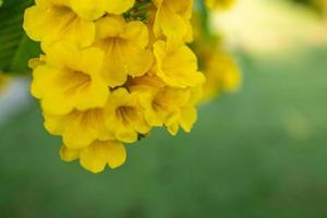 schöne gelbe blumen blühen und erfrischen in der natur. foto