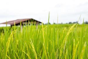frische grüne Reisfelder auf den Feldern wachsen ihre Körner auf den Blättern mit Tautropfen