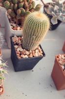 süßer kaktus in einem schönen topf foto