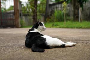 schwarze und weiße Katze auf nassem Boden. foto