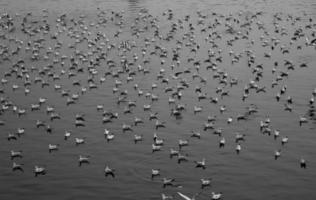 Möwen im Yamuna-Fluss in Delhi, Indien foto