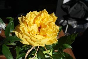 gelbe Rose im Frühjahr foto