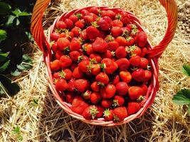 ein Korb mit Erdbeeren foto