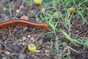 Tausendfüßler gehen im Wald auf dem Boden nach Nahrung. foto