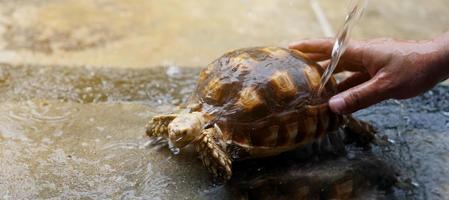 die hand des mannes reinigt sulcata-schildkröte mit wasser, süße haustierschildkröte. tierpflege- und behandlungskonzept foto