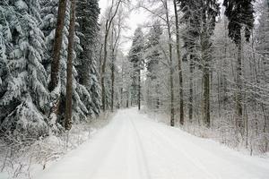 Straße im Wald foto