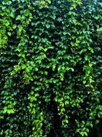 Pflanzenwand mit üppigen grünen Farben, verschiedene Pflanzen Waldgarten an Wänden Blatt verschiedene Farnblätter Dschungelpalme und Blumen schmücken im Garten Regenwaldhintergrund