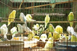 Vogelmarkt, Vögel mit krummen Schnäbeln strömen zum Trocknen in Käfige. bunte Turteltauben foto