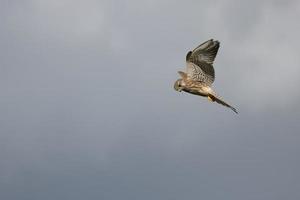 Turmfalke schwebt über einem Feld in der Nähe von East Grinstead auf der Suche nach Beute foto