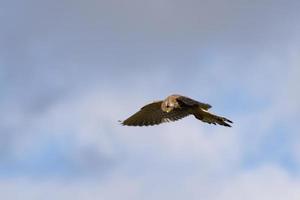 Turmfalke schwebt über einem Feld in der Nähe von East Grinstead auf der Suche nach Beute foto