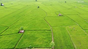 Reisfelder auf Terrassen in der Regenzeit