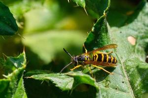 Eastern Yellowjacket ruht an einem Herbstabend auf einem grünen Blatt foto