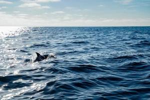Delfinsilhouette, die im Ozean schwimmt foto