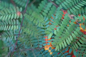 stolz auf barbados pflanze caesalpinia pulcherima kleines blatt textur hintergrund foto
