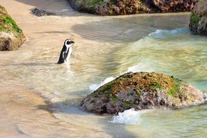 Pinguin am Strand während des Tages foto