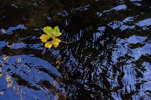 gelbes Blatt in dunklem Wasser foto