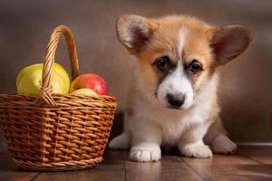 Ein charmanter Pembroke-Waliser-Corgi-Welpe steht neben einem Korb mit Äpfeln auf dunklem Hintergrund foto