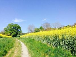 Feld der Raps foto