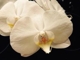 weiße Orchideen-Nahaufnahme foto