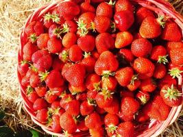 Erdbeeren in einem Korb foto