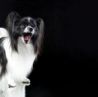 Studioaufnahme eines entzückenden Papillon-Hundes auf dunklem Hintergrund foto