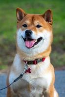 porträt eines süßen japanischen hundes shiba inu auf einem hintergrund von grünem gras. foto