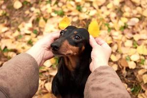 Menschenhände halten Herbstblätter in der Nähe der Ohren eines Dackelhundes foto