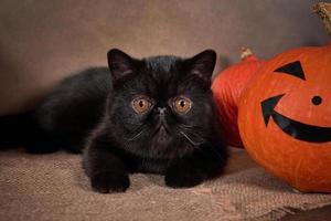 schwarze katzenrasse exotisch mit halloween-kürbis auf braunem hintergrund. foto