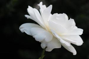 Weiße Rosenpflanze isoliert auf Schwarz, Nahaufnahme, Outdoor, natürliche helle Rosenblüte mit schönen Blütenblättern, eine bunte Knospe der blühenden Wildblume im Sommergarten, Liebe und romantischer Hintergrund. foto