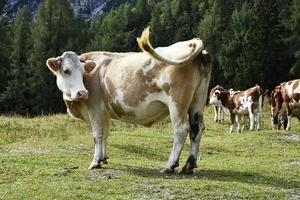 wilde slowenische Kühe foto