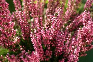 Erika Blumen im Garten foto