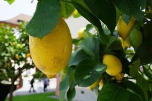 Zitronen auf dem Baum foto