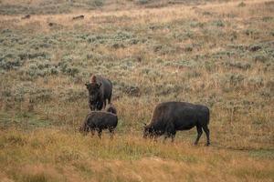 Eine Herde von Bisons bewegt sich schnell entlang des Feuerlochflusses im Yellowstone-Nationalpark in der Nähe des Midway-Geysir-Beckens. amerikanischer bison oder büffel im yellowstone-nationalpark usa wayoming foto