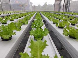 Selektiver Fokus der hydroponischen Salatpflanze im Garten. der wissenschaftliche name ist lactuca sativa. foto