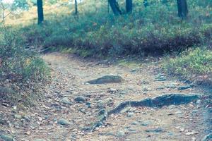 Mountainbike-Strecken im Naturschutzgebiet Fishbeker Heide foto